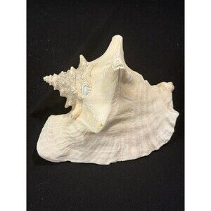 Large Natural Pink Queen Conch Shell Seashell With Decorative Pearl Added 7"x 6"